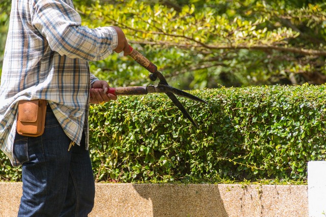 Garden Maintenance Notting Hill, W11